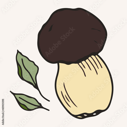Porcini mushrooms with laurel leaves, vector illustration. Hand drawn art of edible mushrooms.