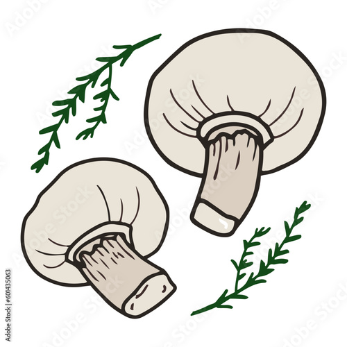 Сhampignon mushrooms with rosemary vector illustration. Hand drawn art of edible mushrooms.