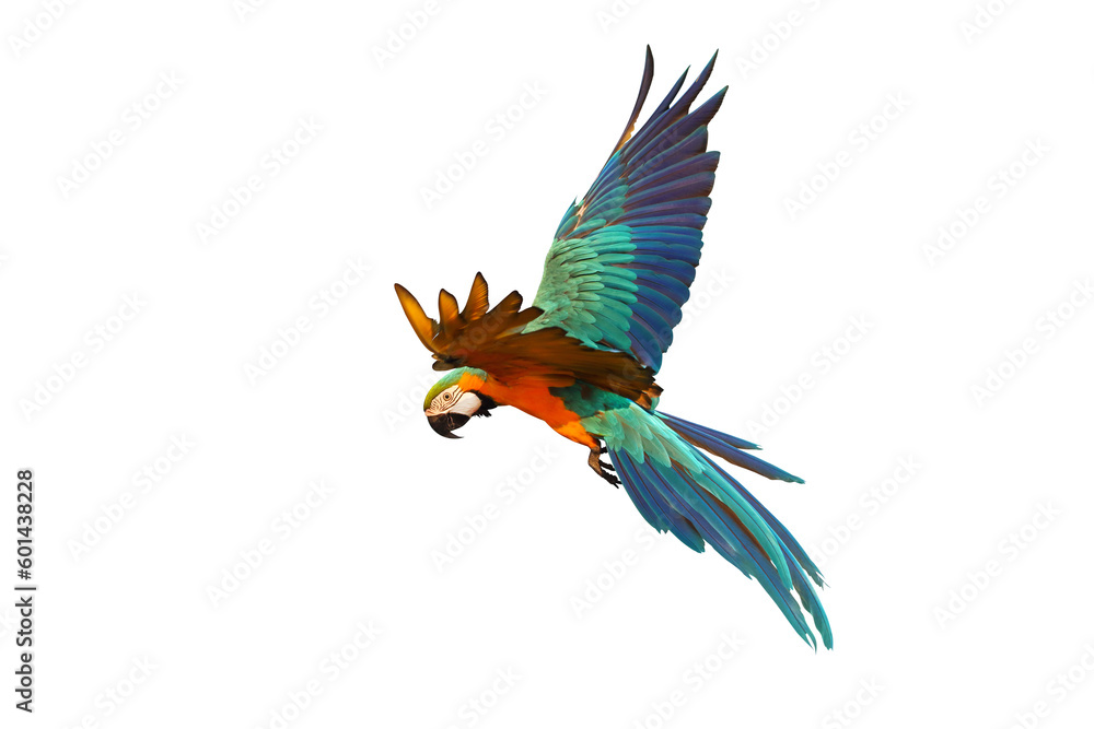 Fototapeta premium Colorful Blue and gold macaw parrot flying isolated on transparent background png file