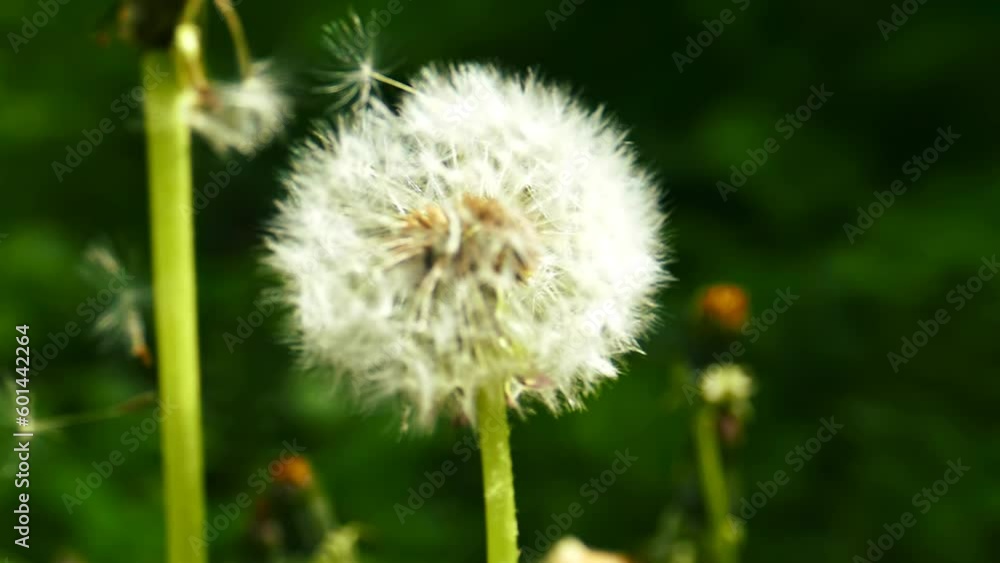 Super Slow Motion Dandelion Blow 4K. Seeds of Dreams: Mesmerizing Dandelion in Super Slow Motion. Super Slow-Motion Dandelion Seed Dispersal. Macro View of a Dandelion Blowing in Slow Motion Super Slow Motion Dandelion Blow 4K. Seeds of Dreams: Mesmerizing Dandelion in Super Slow Motion. Super Slow-Motion Dandelion Seed Dispersal. Macro View of a Dandelion Blowing in Slow Motion