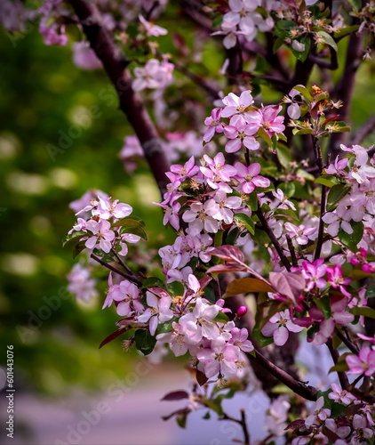 pink spring flowers on branches