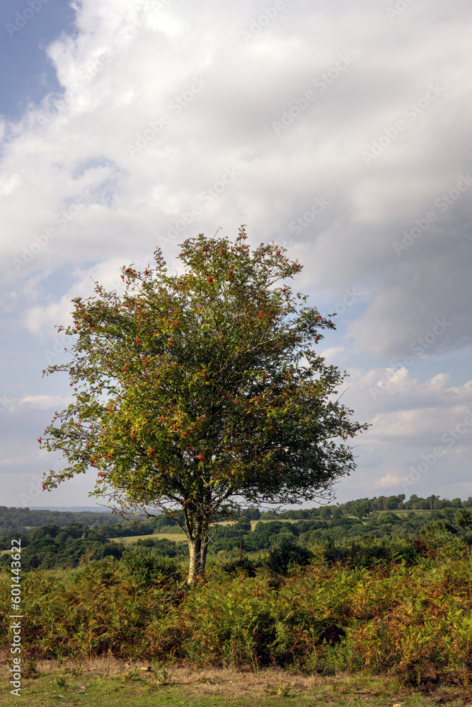 Obraz premium Sorbus aucuparia or mountain ash in Ashdow forest on a sunny afternoon, East Sussex, South East England