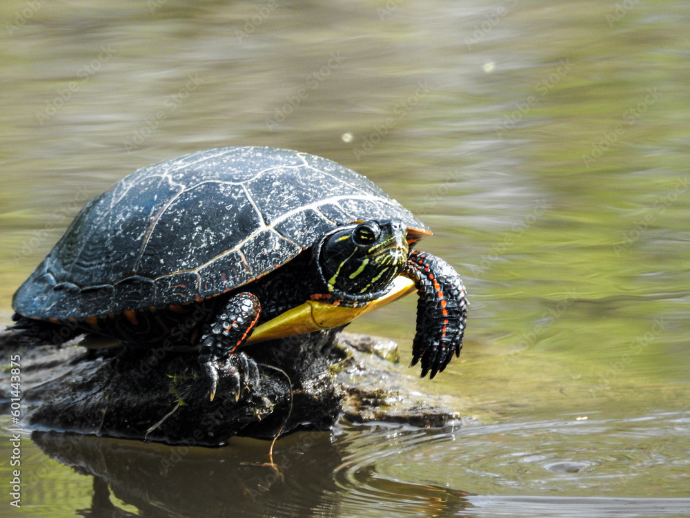 Painted turtle giving me the wave Painted turtle giving me the wave