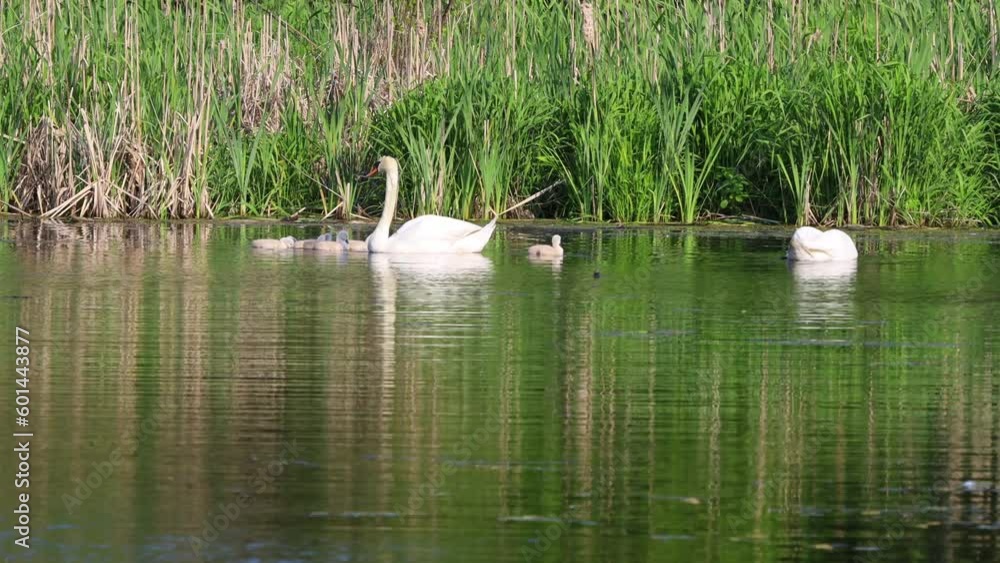 Parent Swans Feeding Their Seven two-day Old Chicks in the Early of May, Lexington, MA, USA Parent Swans Feeding Their Seven two-day Old Chicks in the Early of May, Lexington, MA, USA