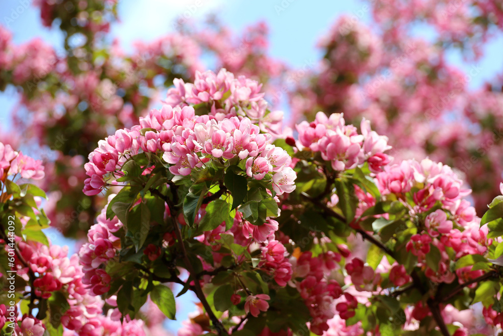 Apple blossom on a branch in spring garden. Pink flowers with green leaves Apple blossom on a branch in spring garden. Pink flowers with green leaves