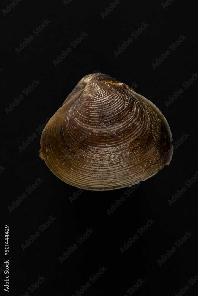 closeup of a mussel shell