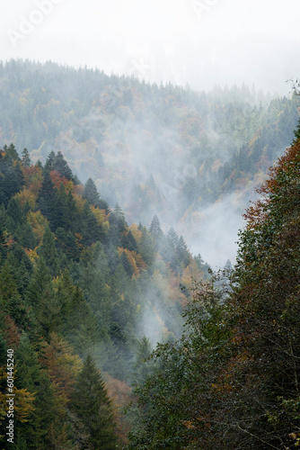 Foggy forests in the mountainous area of The Carpats, Romania. Scenic and dramatic photography.