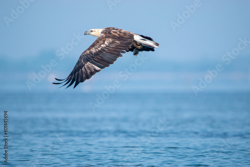 Sea Eagle (with kill)