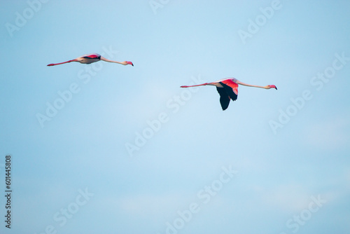 Greater flamingo
