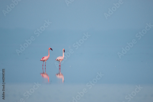Lesser flamingo