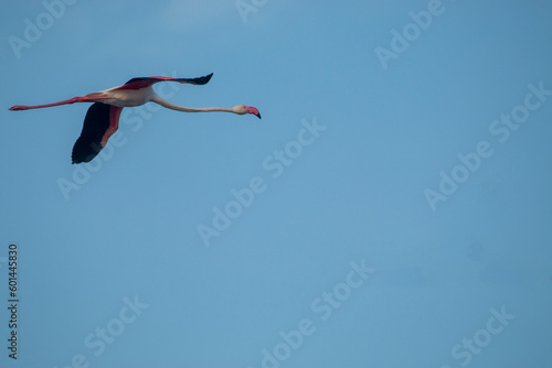Greater flamingo
