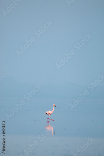Lesser flamingo