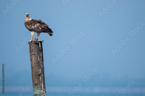 Sea Eagle