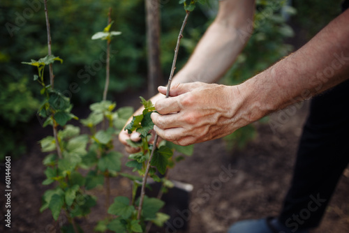 In a close-up shot, the man's hands can be seen carefully exploring the leaves of a lush green bush, thoroughly evaluating the quality of the newly grown crop.