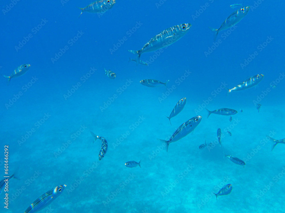 Obraz premium UNDERWATER sea level photo. Marine life of the Voutoumi beach, ANTIPAXOS island, Greece.