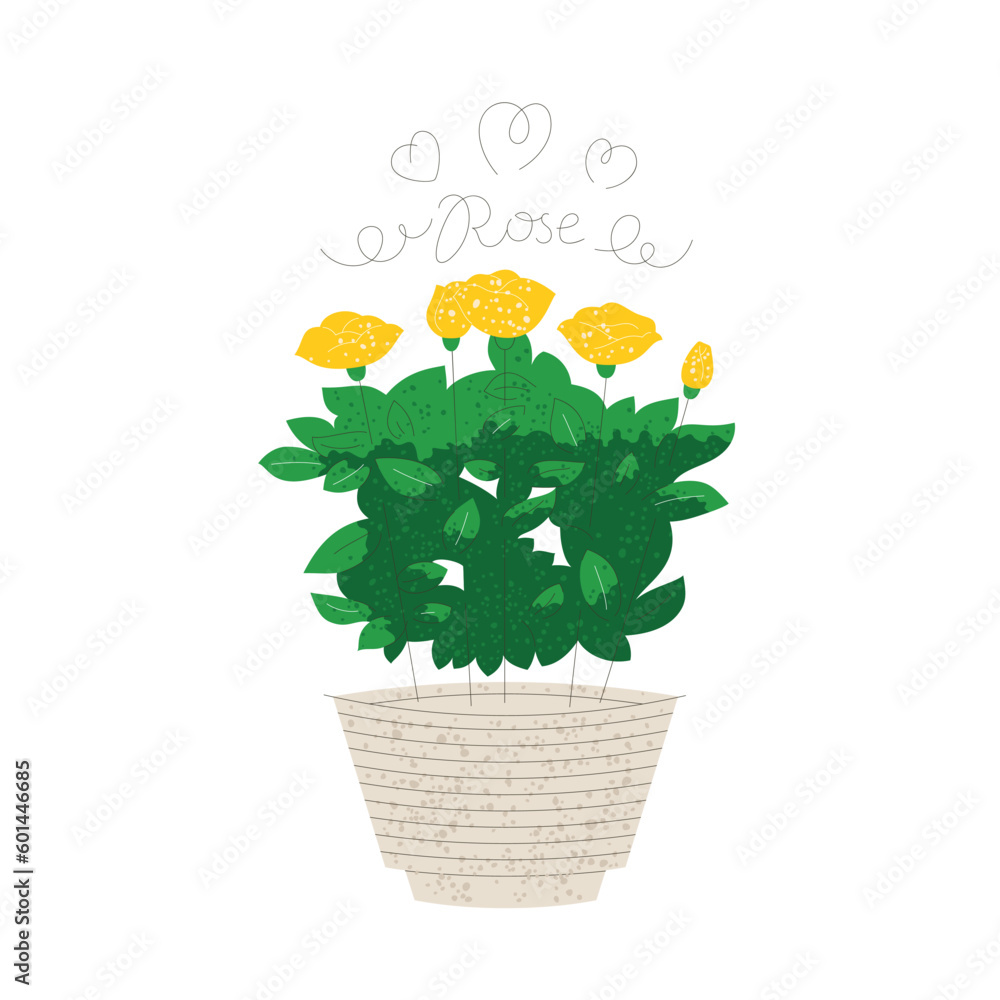 Blooming yellow rose in a pot isolated on white