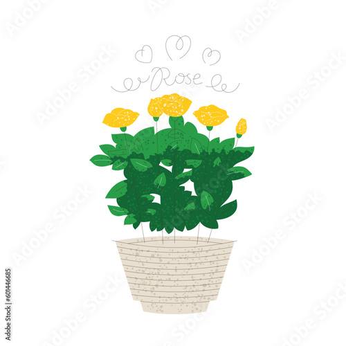 Fototapeta Naklejka Na Ścianę i Meble -  Blooming yellow rose in a pot isolated on white