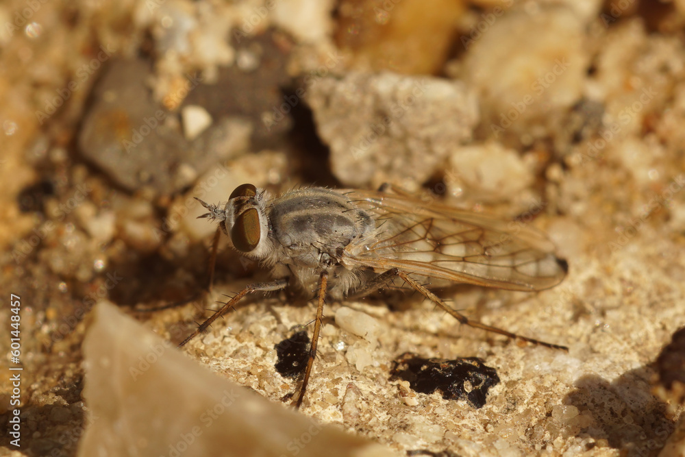 Closeup on the European Coastal silver-stiletto, Acrosathe annulata, sitting on sand in the dunes Closeup on the European Coastal silver-stiletto, Acrosathe annulata, sitting on sand in the dunes