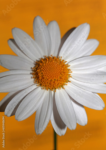 White star flowering macro botanical background leucanthemum maximum family asteraceae flowers blooming in a meadow close up of big size high quality white marguerites