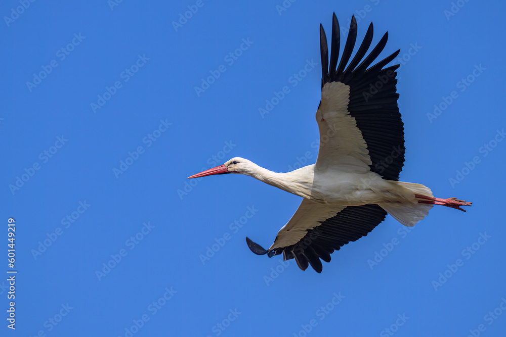 Obraz premium A White Stork in flight blue sky