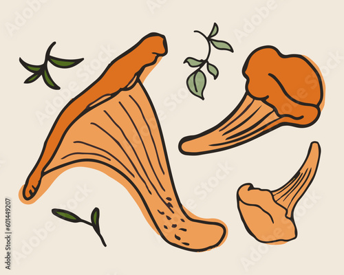 Chanterelle mushrooms with seasoning and herbs vector illustration. Hand drawn art of edible mushrooms