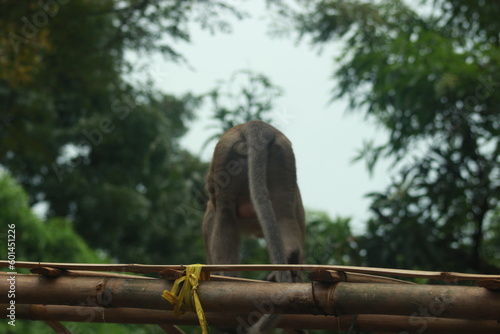 Plangon Cirebon Indonesian monkey, one of the animal species from the class Mammalia, order Primates and family Cercopithecidae, namely Macaca fascicularis or long-tailed Monkey photo