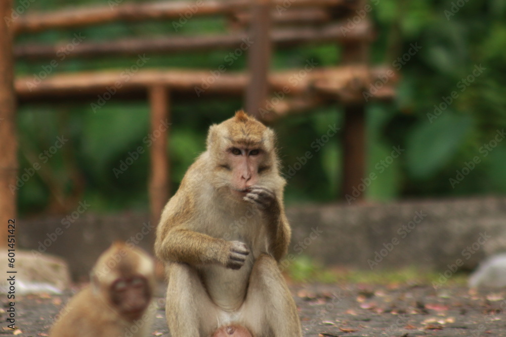 Fototapeta premium Plangon Cirebon Indonesian monkey, one of the animal species from the class Mammalia, order Primates and family Cercopithecidae, namely Macaca fascicularis or long-tailed Monkey