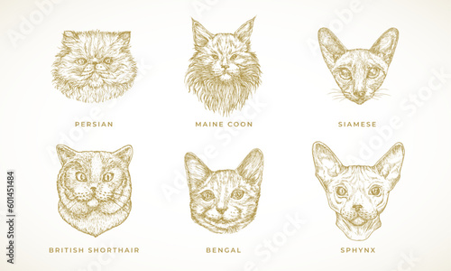 Cat Breeds Illustrations Collection. Hand Drawn Bengal, Sphynx, Siamese, Persian and Maine Coon Adult Cats Face Sketches Set. Engraving style drawings Isolated