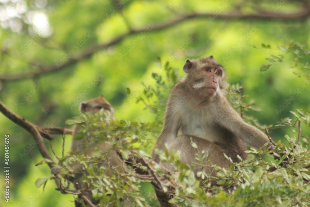 Fototapeta premium Plangon Cirebon Indonesian monkey, one of the animal species from the class Mammalia, order Primates and family Cercopithecidae, namely Macaca fascicularis or long-tailed Monkey