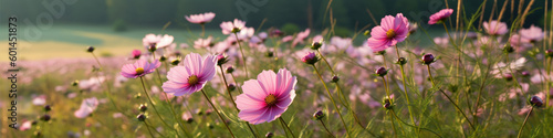 pink flowers in the meadow