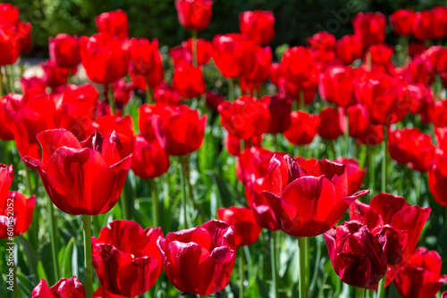 Close-up of red tulips in the sun in the Real Jardin Botanico in Madrid, Spain, horizontal