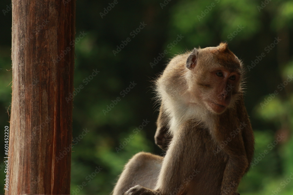 Plangon Cirebon Indonesian monkey, one of the animal species from the class Mammalia, order Primates and family Cercopithecidae, namely Macaca fascicularis or long-tailed Monkey Plangon Cirebon Indonesian monkey, one of the animal species from the class Mammalia, order Primates and family Cercopithecidae, namely Macaca fascicularis or long-tailed Monkey