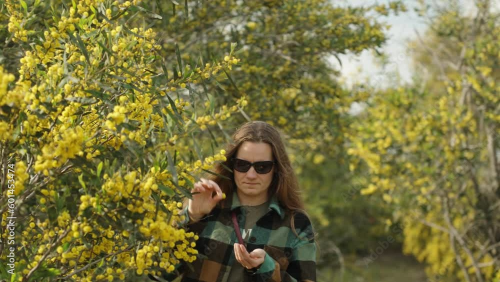 A young woman near a bush with Acacia pycnantha flowers collects golden flowers in her hand, in slow motion A young woman near a bush with Acacia pycnantha flowers collects golden flowers in her hand, in slow motion