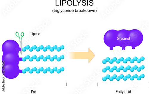Lipolysis. Triglyceride Breakdown. photo