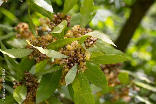 Laurus nobilis flowers, Grecian laurel or sweet true laurel is an aromatic evergreen tree