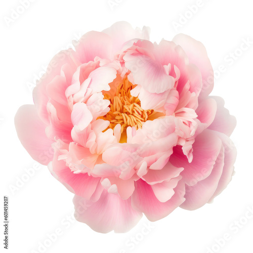 Fototapeta Naklejka Na Ścianę i Meble -  peony flower isolated on white