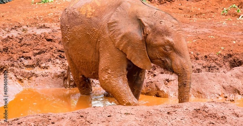 Elephant orphanage near Nariobi, Kenya.  Young orphaned elephants are taking mud baths to cool off in the hot weather. photo