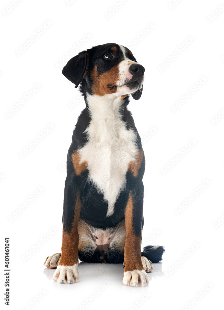 puppy Appenzeller Sennenhund