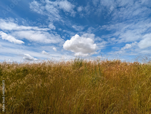 Dry grass and flowers growing on a levee with puffy clouds in the sky
