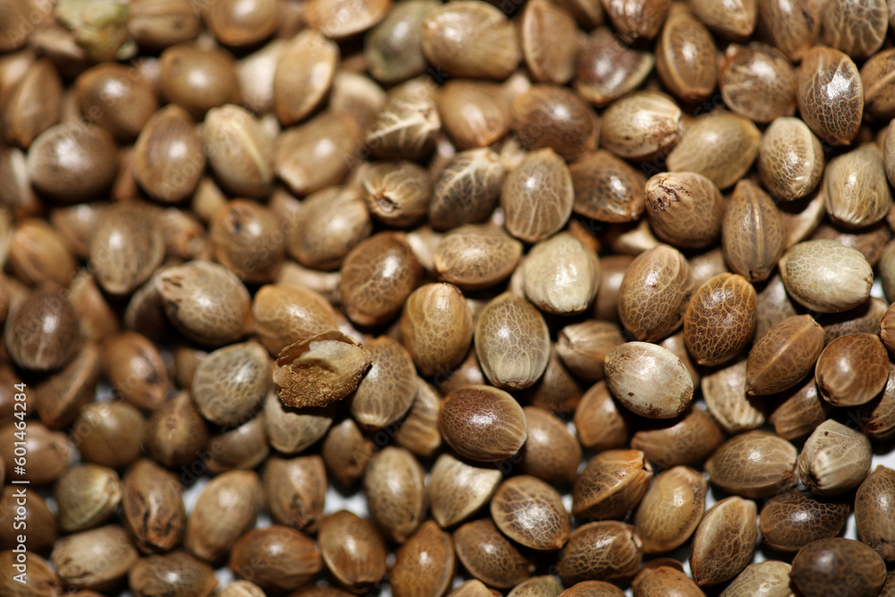 Cannabis seeds close up modern background high quality botanical smoking weed prints natural hemp seeding Cannabis konsum legalisieren kampagne legal kiffen Cannabis seeds close up modern background high quality botanical smoking weed prints natural hemp seeding Cannabis konsum legalisieren kampagne legal kiffen