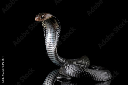 close up of a snake, Javanese cobra (Naja sputatrix)	
