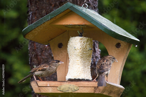 sparrows on a bird feeder with fat ball at a rainy spring day