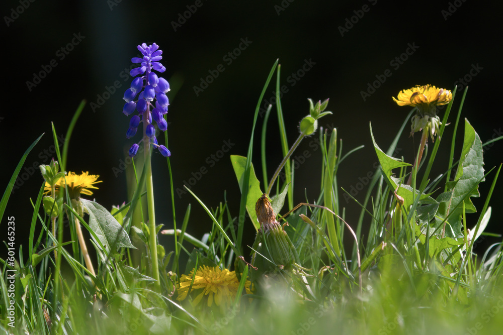 Fototapeta premium beautiful blue springflowers, muscari neglectum, and yellow buttercups at a sunny spring day