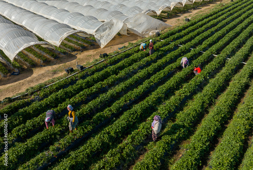 Aydın Province, Nazilli District Strawberry cultivation and strawberry greenhouses photo