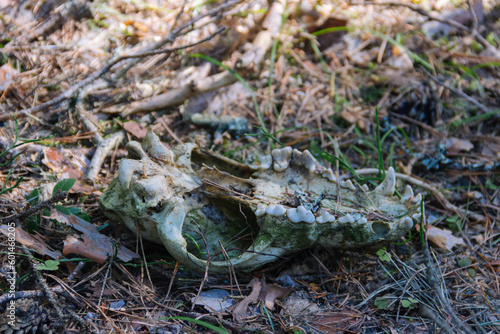 Photo of predator's skull in forest