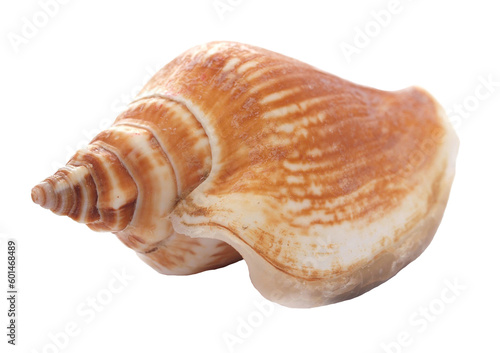 Sea shell isolated 