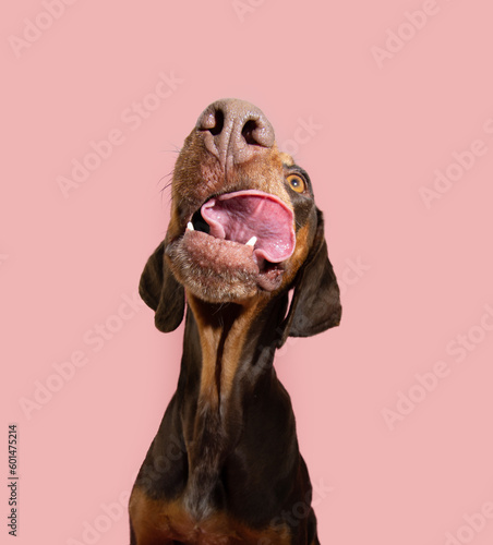 Photography Funny hungry vizsla puppy dog licking its lips with tongue looking up