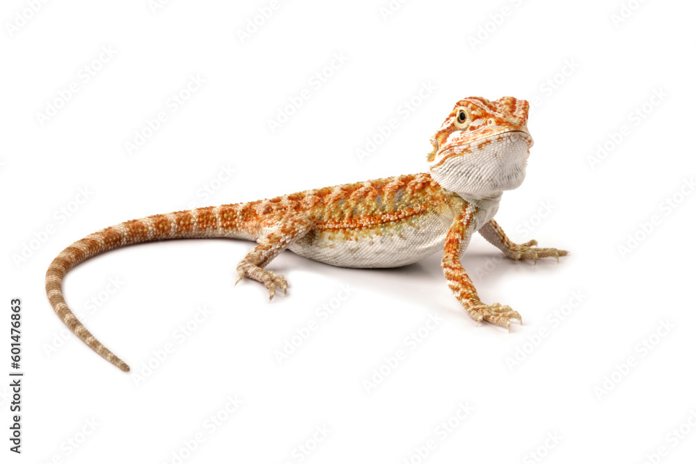 Obraz premium Baby bearded dragon full body, cute lizard on white background