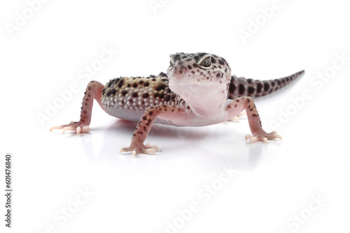 Fat-tailed geckos isolated on white background, leopard gecko lizard, eublepharis macularius	
