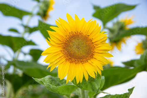one sunflower on a background of leaves